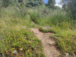 Flora del Cerro Masatrigo